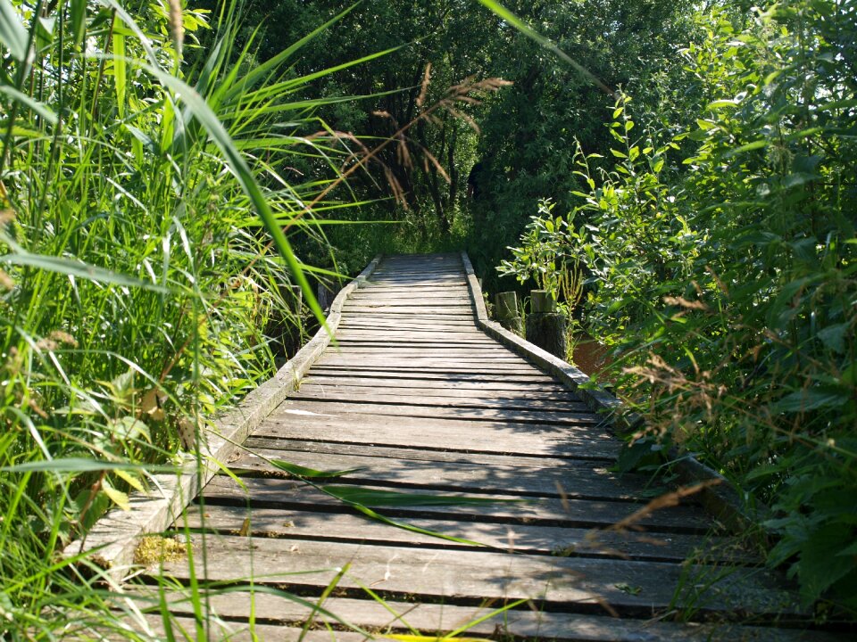 Uncertain wooden bridge nature