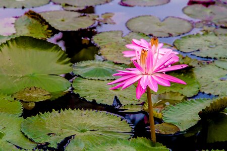 Bo water plants flowers