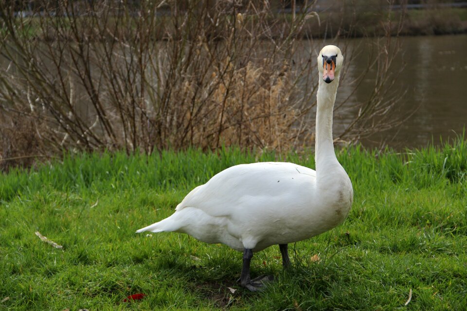 Swan bird plumage
