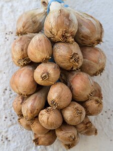 Vegetables allium cepa cook photo