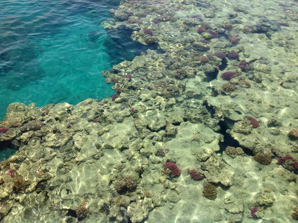 Sea barrier reef corals