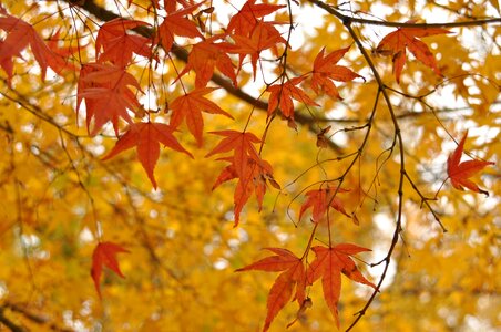 Leaf forest section