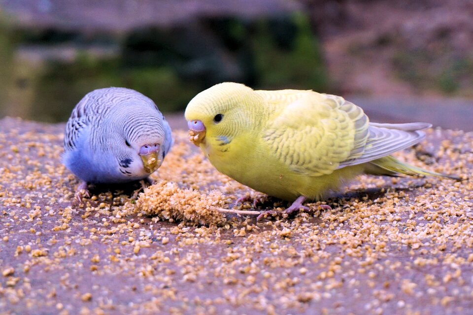 Bill food animal world