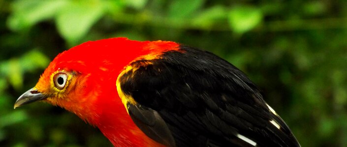 Red bird animal tocantins photo