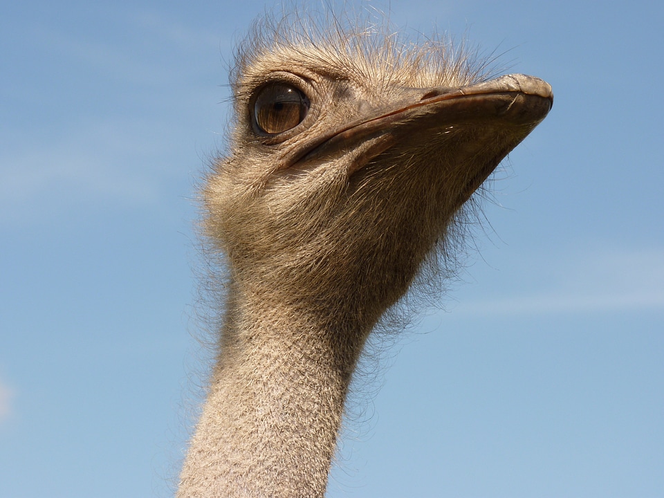 Ostrich animal creature