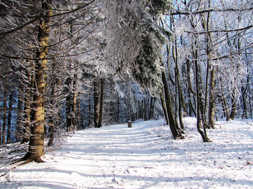 Landscape tree winter in the mountains