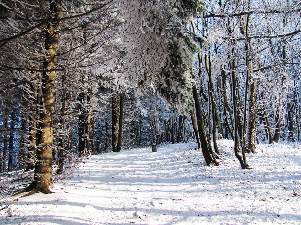 Landscape tree winter in the mountains photo