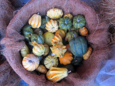 Autumn basket nutrition