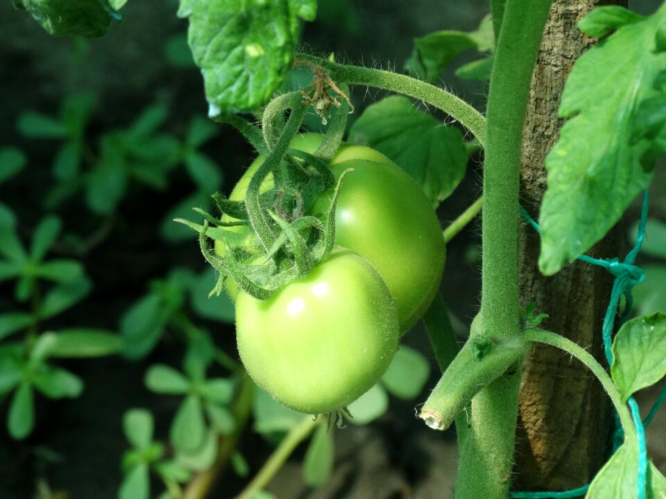 Tomato green vegetables