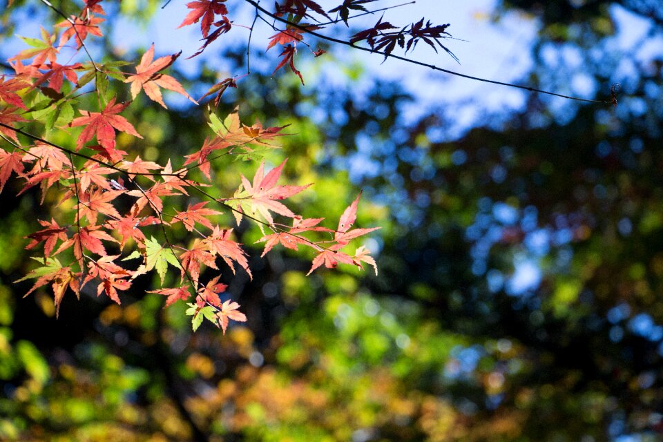 Fall of japan natural leaf