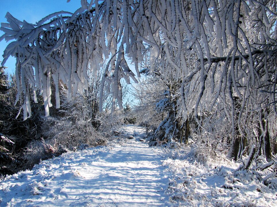 Landscape tree winter in the mountains