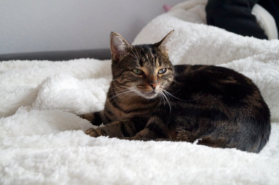 Pet domestic cat sweet