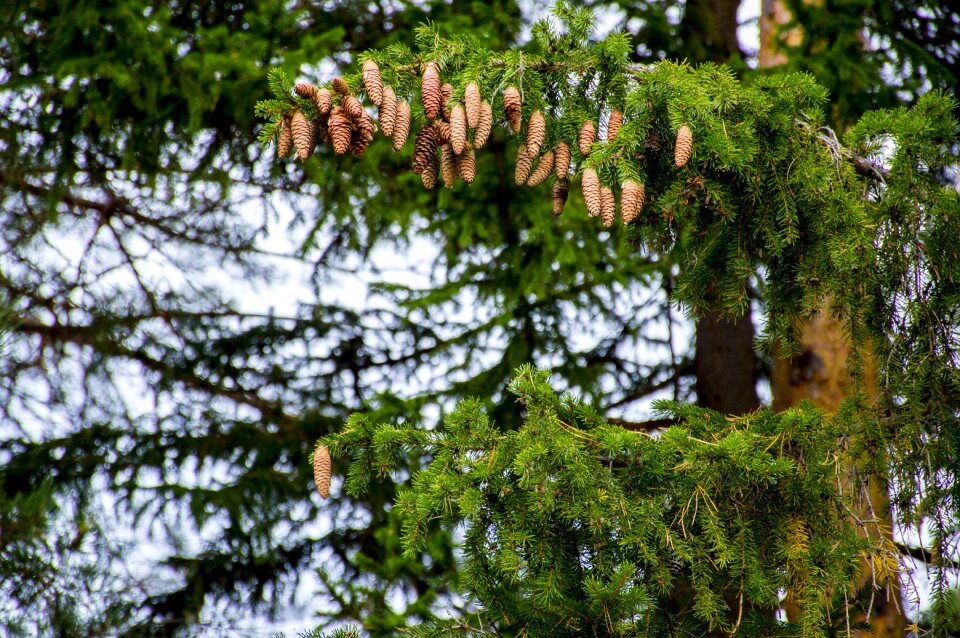 Forest needles branch