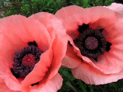 Poppies flowers nature