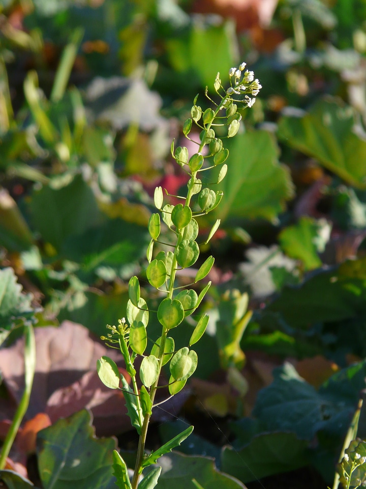 Field pods seeds
