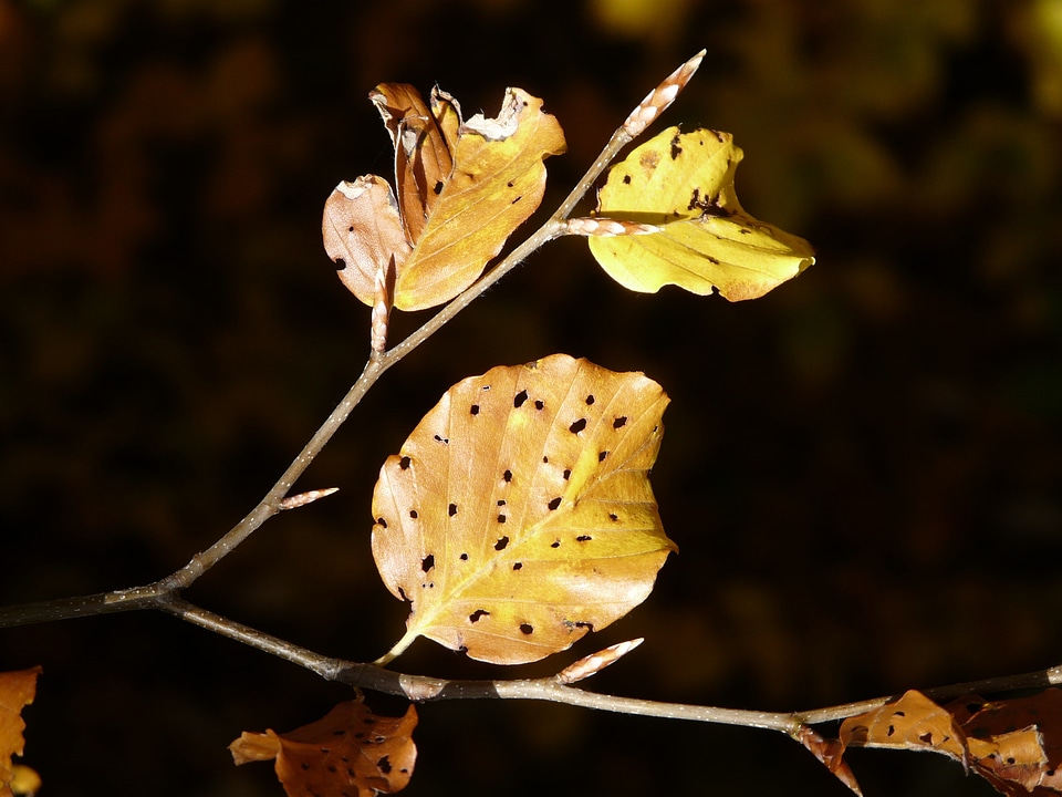 Winter moth beech leaf leaf