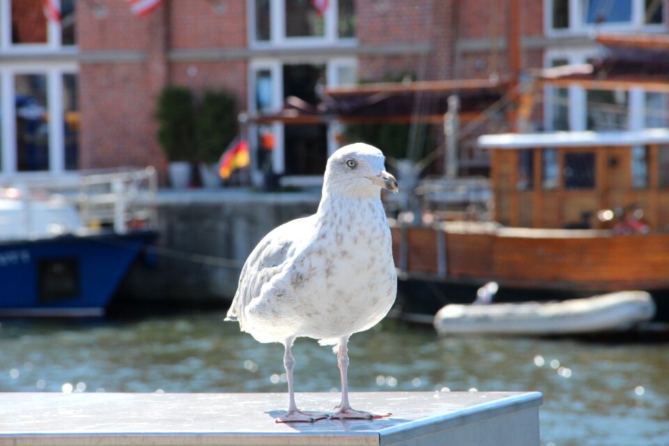 Seagull bird plumage