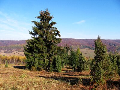 Nature autumn konary