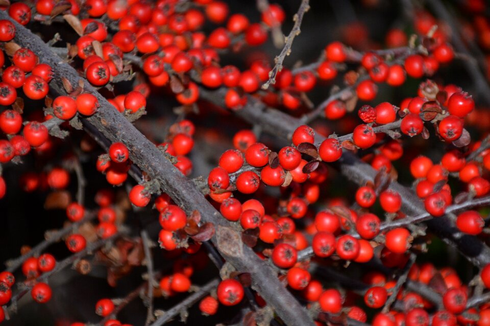 Autumn berries and crop red berries nature
