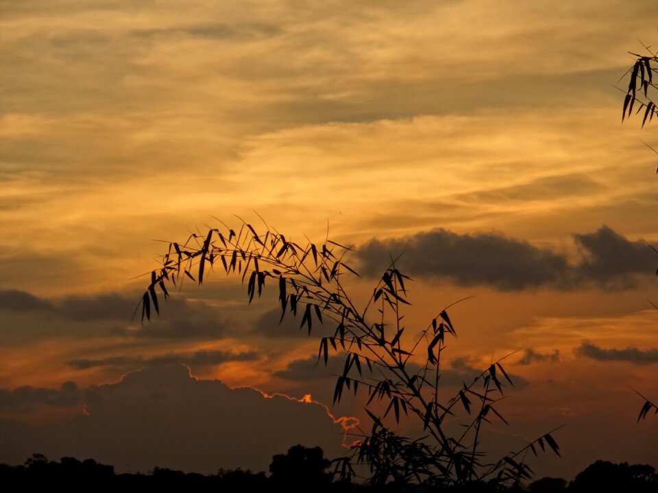 Sunset bamboo grove show in the sky