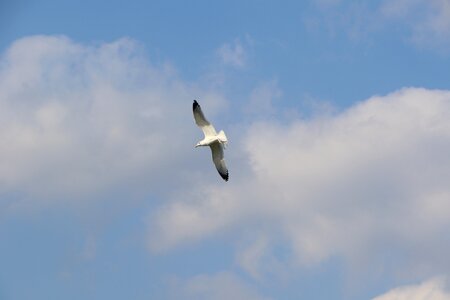 Birds emergency at the moment