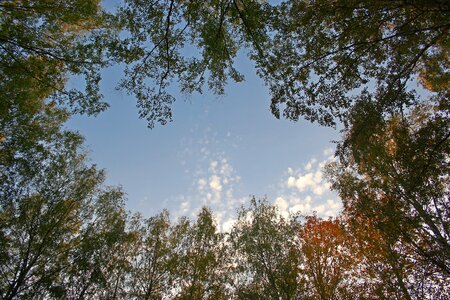 Tree sky nature