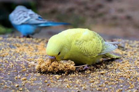 Bill food animal world
