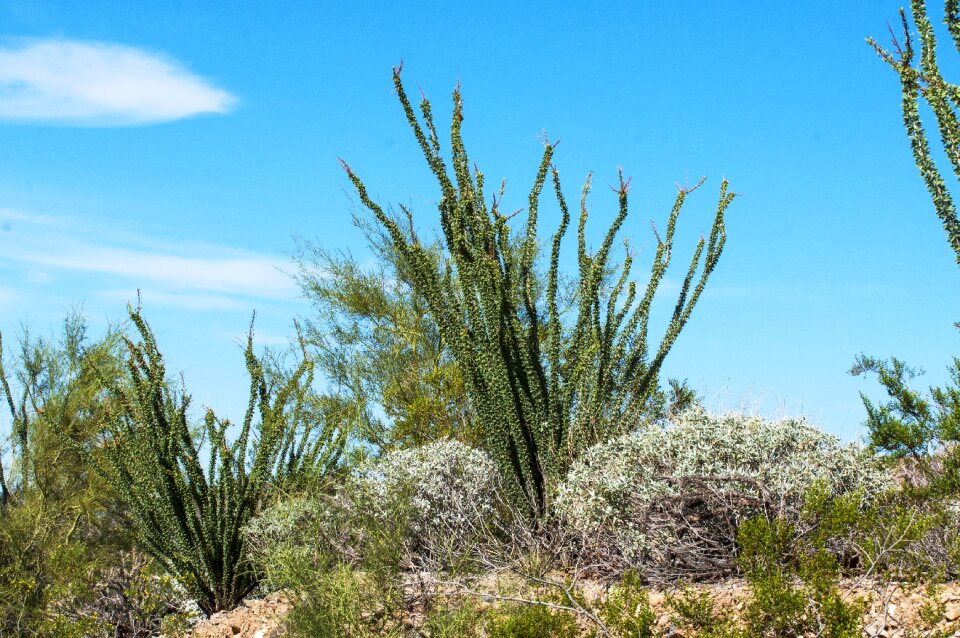 Southwest plant vegetation