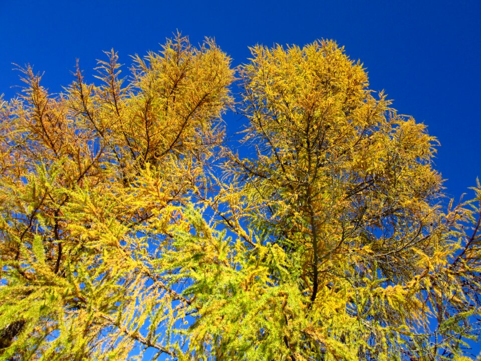 Fall color conifer autumn