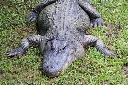 Nature animals crocodile photo