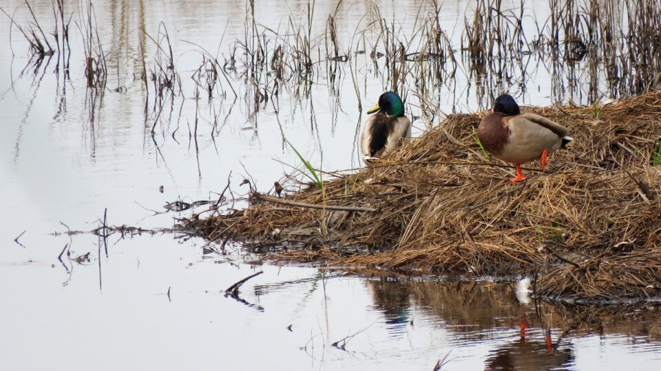 Lake pond animal photo