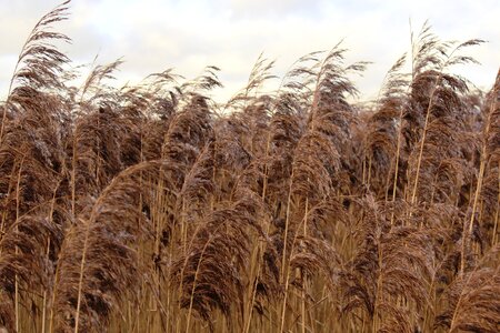 Plant bank brown