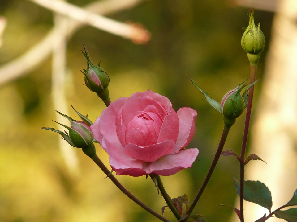 Bloom backlighting nature