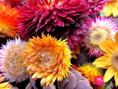 Dry flower