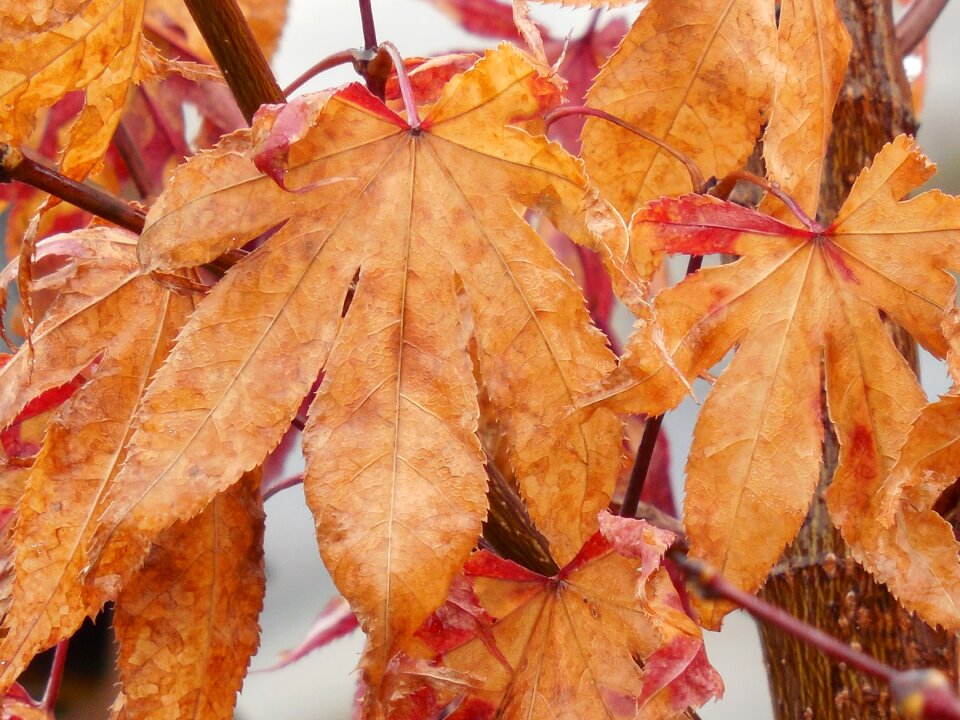Japanese maple fall