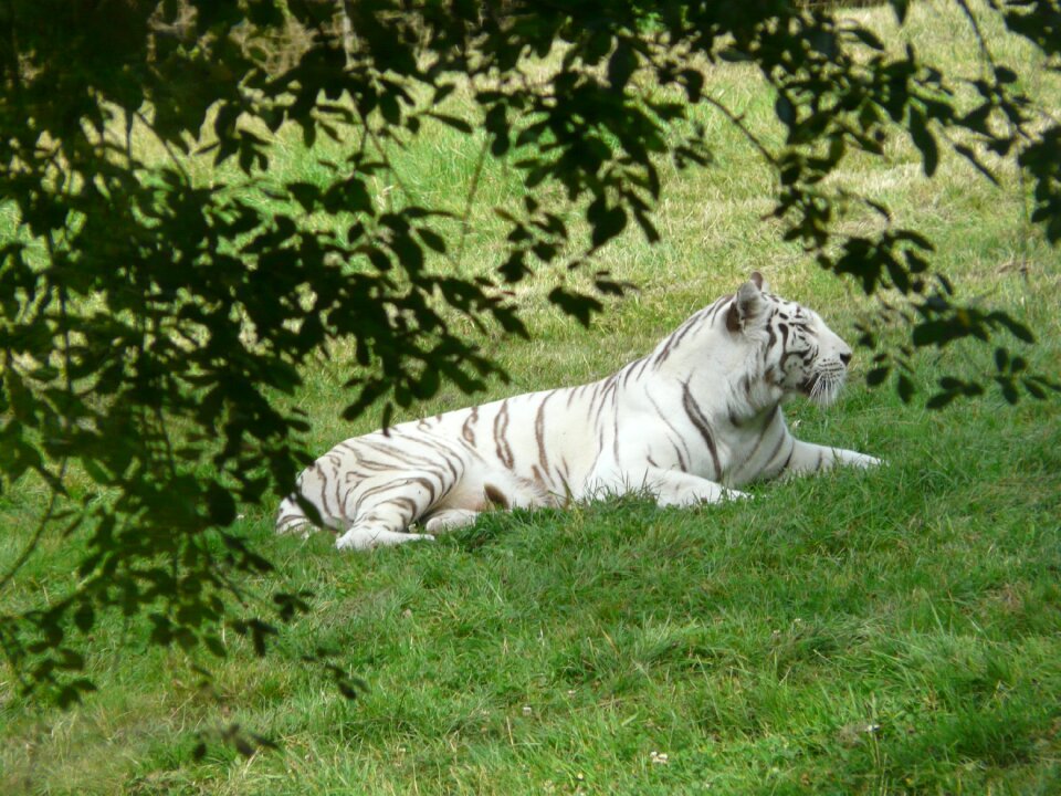 Zoo white tiger animal photo
