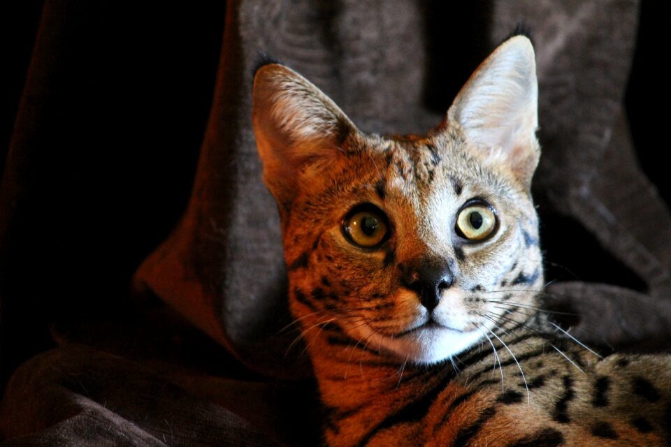 Undomesticated whiskers gaze