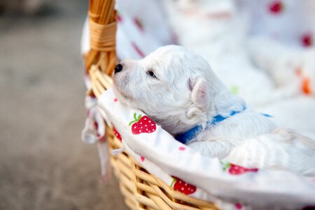 Pets baby new students