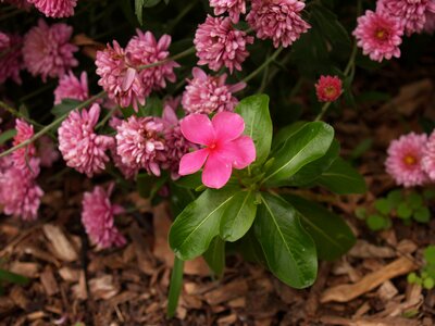 Plant flower background jolly mill park