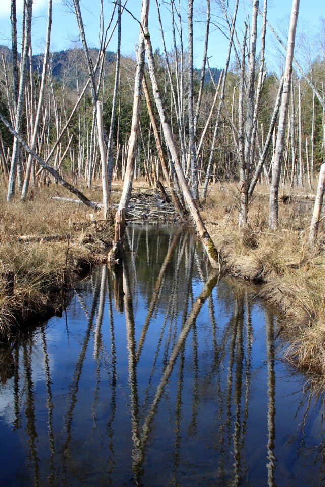 Wood winter nature