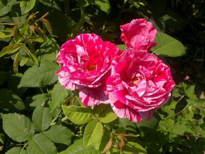 Flower blossom bloom