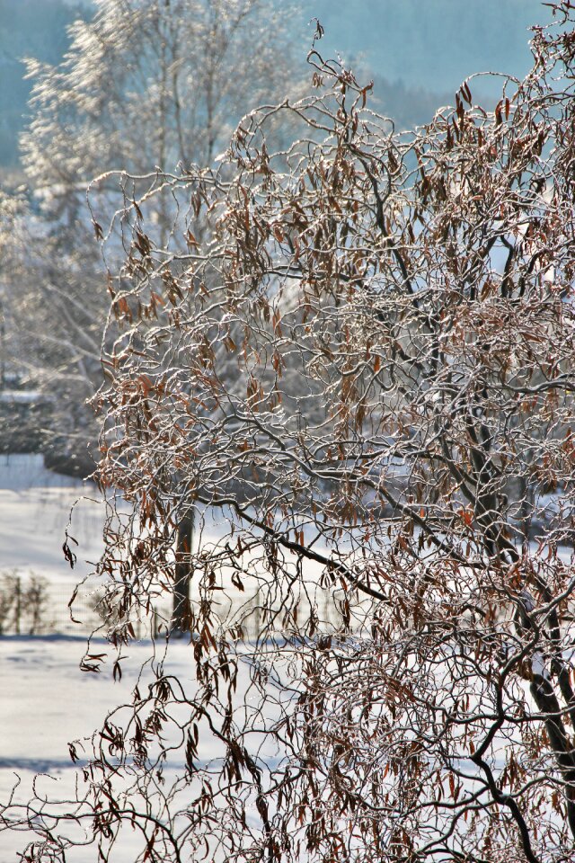 Ice and snow willow tree branches
