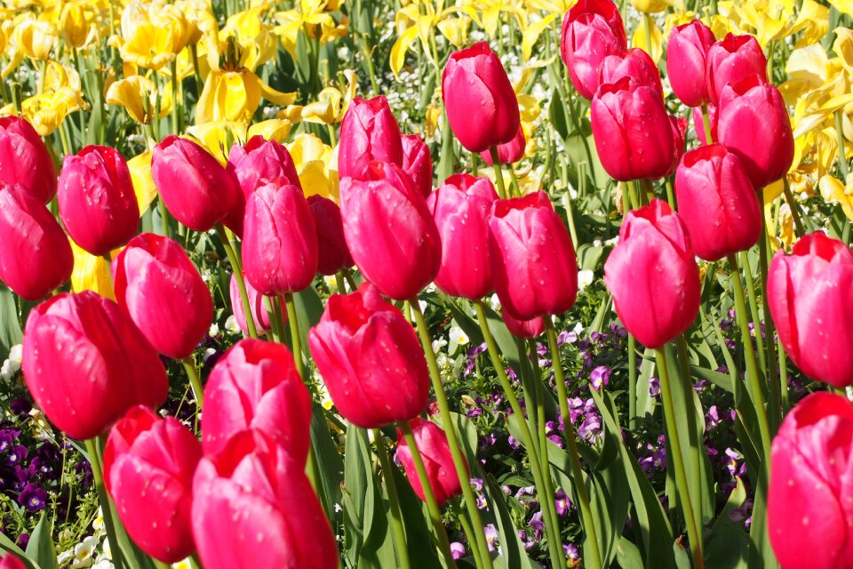 Flowers spring field