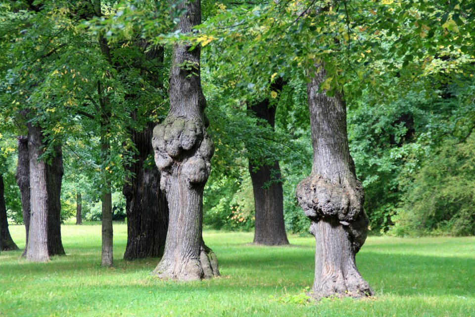 Park trees growth