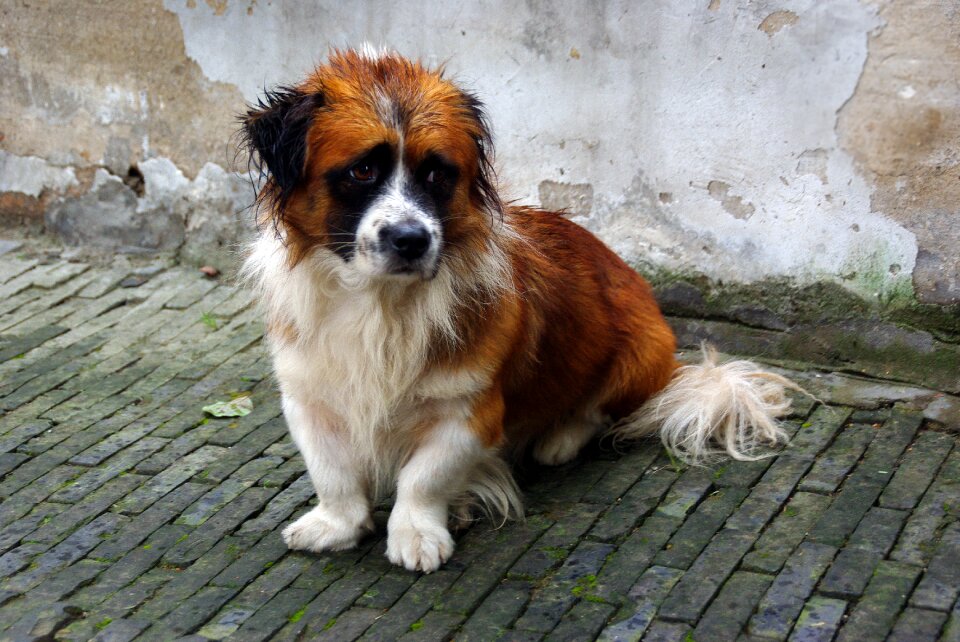 Dog sad animal wet