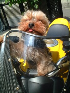 Yellow driver biker