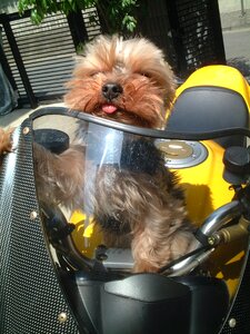 Yellow driver biker photo