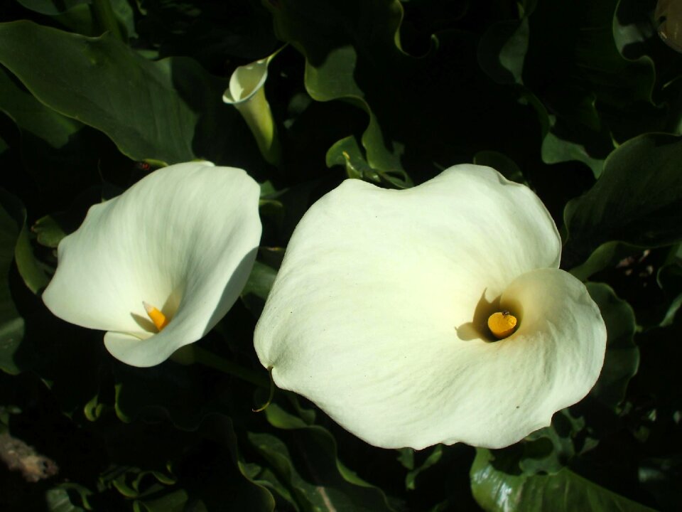 Plant pistil white