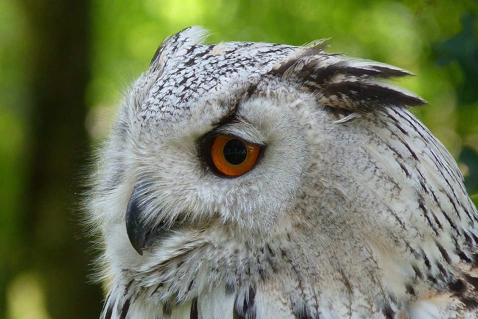 Forest night active bird of prey