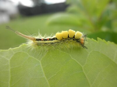 Fuzzy wildlife nature